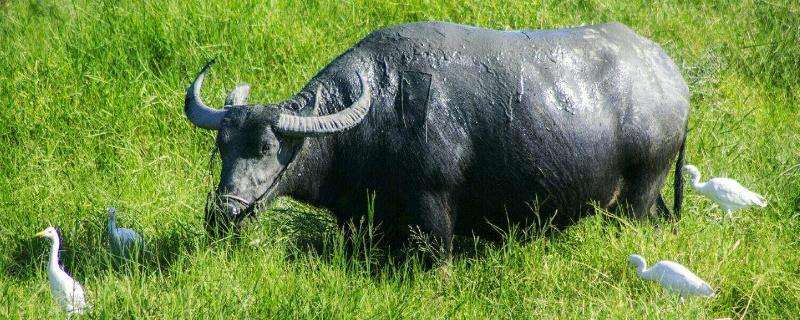 牛喂点什么毛色光滑,牛毛不光滑的原因