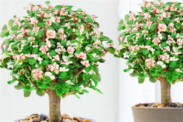 金枝玉叶枯萎了还能活吗 如何拯救-农百科