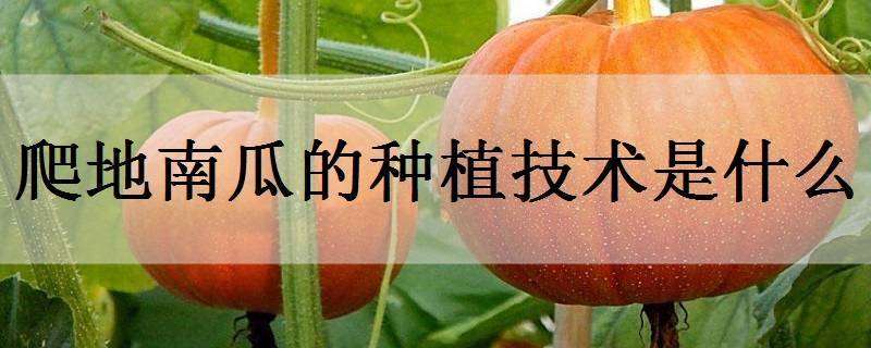 爬地南瓜的种植技术是什么 农百科