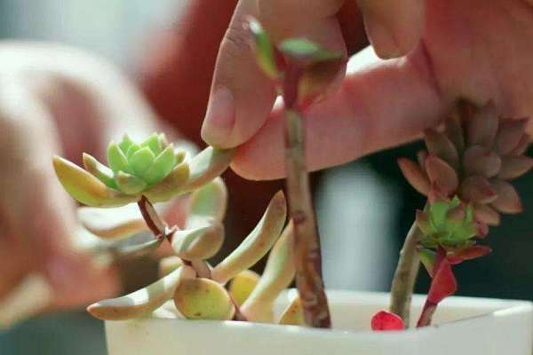 多肉为什么会出现徒长的情况徒长了要怎么处理 农百科