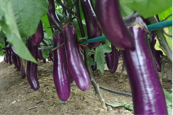 油菜春季种植的蔬菜种类很多,但在这个季节收获的最常见的蔬菜是油菜