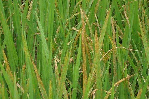 水稻黄矮病用什么药治 如何防治效果好