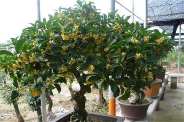 桂花树的风水禁忌怎么养 农百科