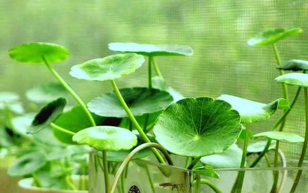 水里种植的植物有哪些该如何养殖 农百科