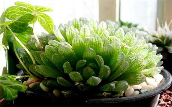 多肉植物用什么土养比较好用一般土可以吗 农百科