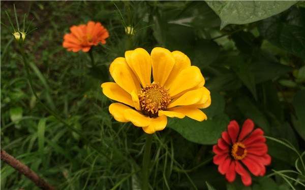 土壤消毒的最好方法是什么如何消毒 农百科