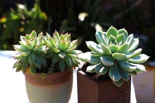 多肉植物用什么土最好怎么配土更好 农百科