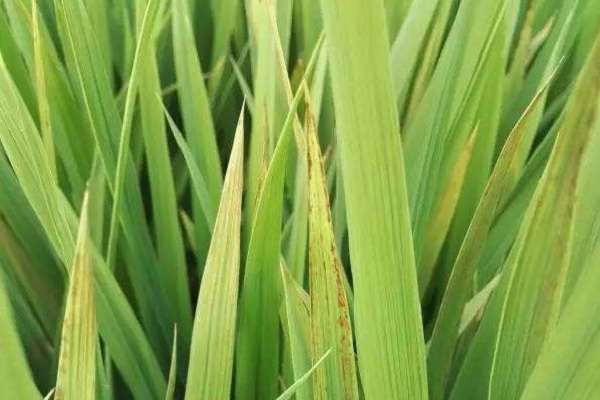 如果养护不当就容易感染黄矮病,这种病害属于病毒病,主要会危害水稻的