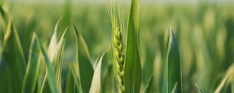 小麦一亩地播种多少斤种子