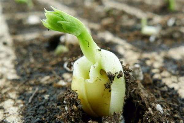 在播种豆角种子的时候,间距和行距都需要控制,这样豆角才能生长的更好