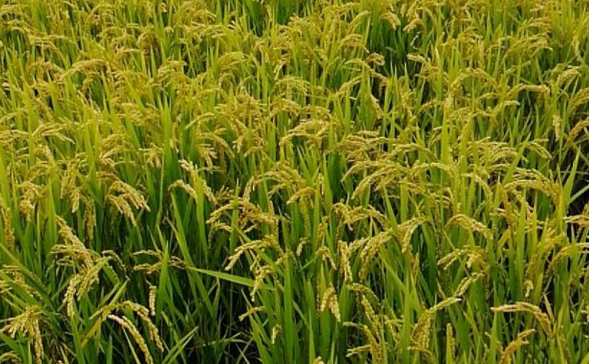 水稻优质高产栽培技术是什么 如何防治水稻病虫害