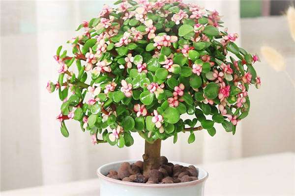 金枝玉叶换盆几天能服盆-农百科