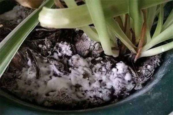 用多菌灵消毒的土多久能栽花 农百科