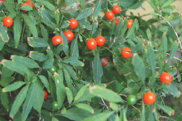 结小圆红果的植物名称图片