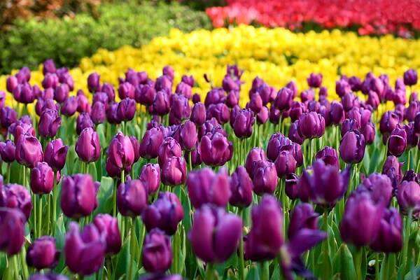 荷兰的国花是什么花有哪些美好寓意 农百科