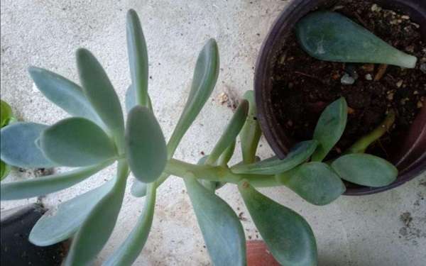 多肉徒长怎么处理什么原因造成徒长 农百科