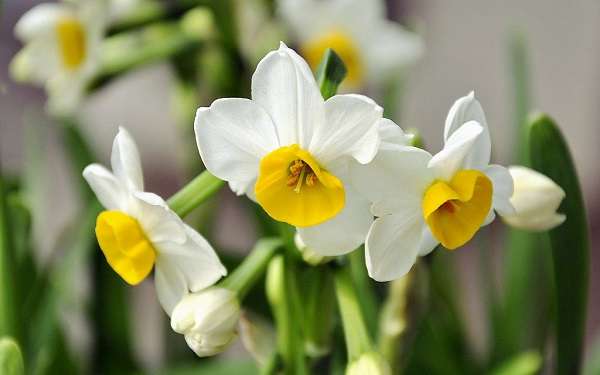 水仙花花语和象征意义有哪些 农百科