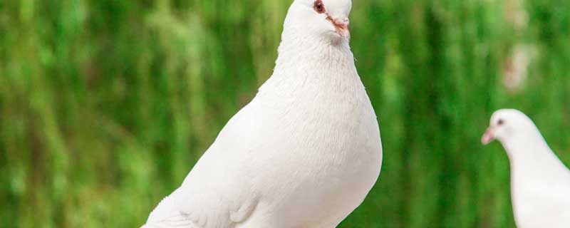 鸽子一年能繁殖几窝