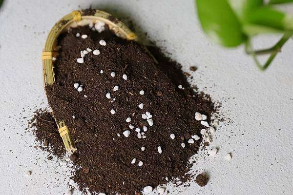 多肉植物用什么土最好最常用的有哪些 农百科