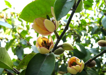 含笑花的日常养护要点 含笑花养殖需要注意什么