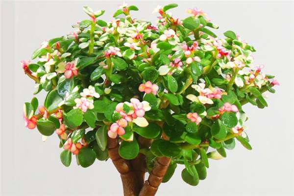 金枝玉叶花怎么养旺盛 方法是什么-农百科