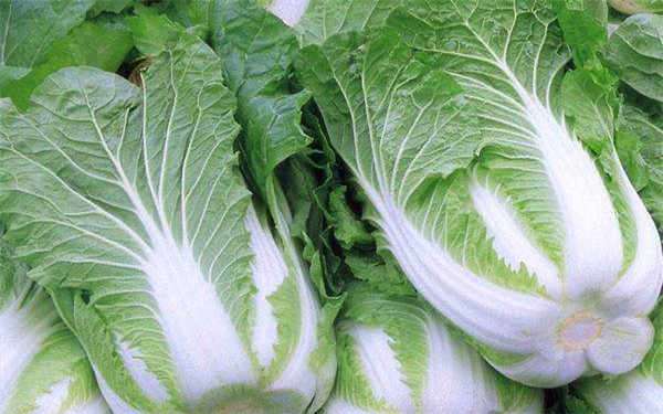 产妇可以吃水白菜吗 吃水白菜好不好-农百科