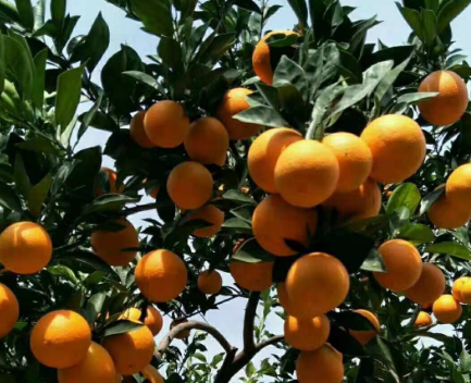 柑桔冬季护叶技巧 柑橘养殖方法介绍