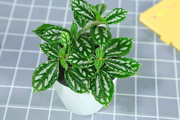 冷水花长什么样