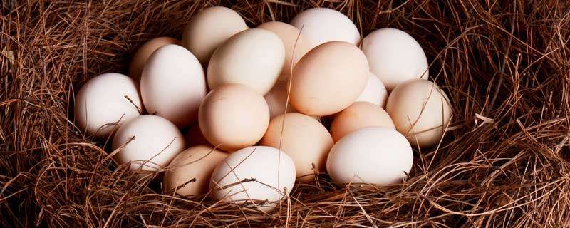山鸡蛋孵化多少天 孵化注意事项