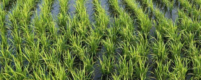 矮壮素在水稻上使用方法