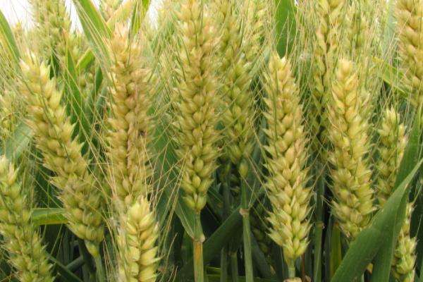 山农41小麦品种简介图片