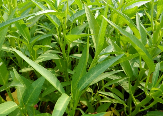 蕹菜的种植方法:北方以旱栽为主,南方旱栽与水植并存-农百科