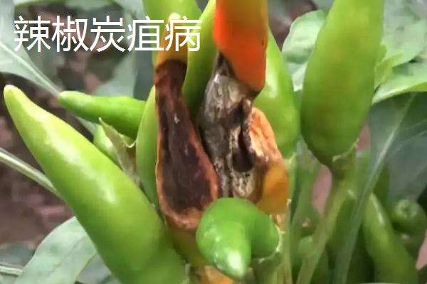 代森锰锌治什么病