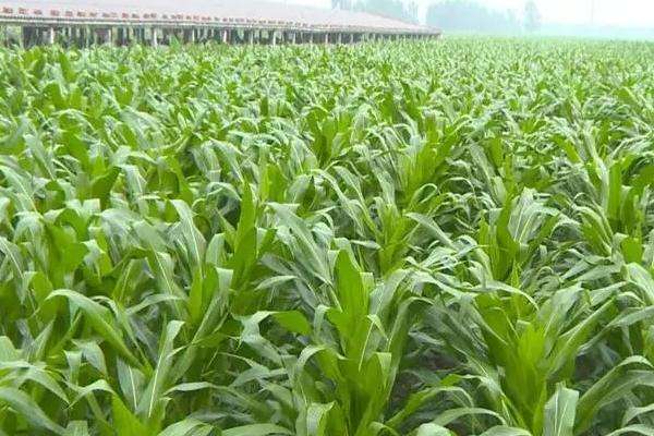 沃玉3号玉米夏播多少天成熟