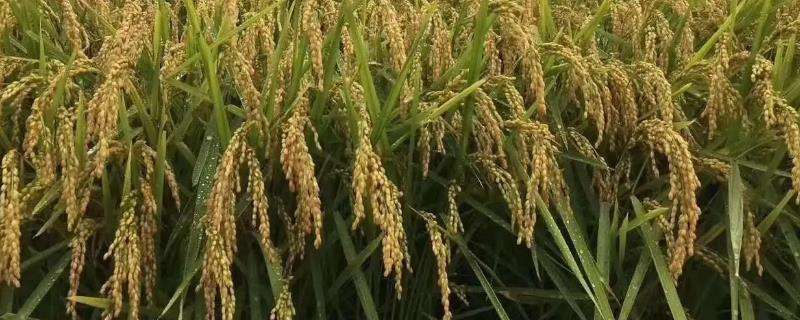 龙粳3013水稻品种来源图片