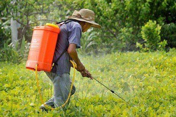 二甲四氯钠除草剂的除草范围