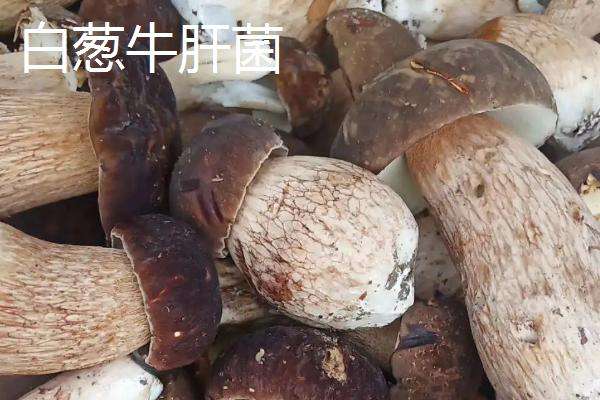 白葱牛肝菌与红葱牛肝菌的区别