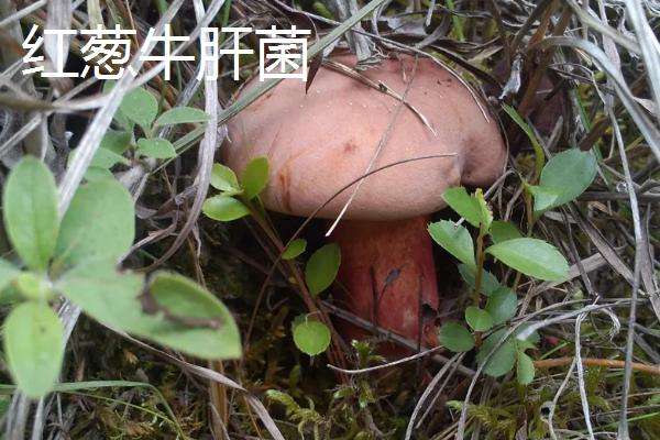 白葱牛肝菌与红葱牛肝菌的区别