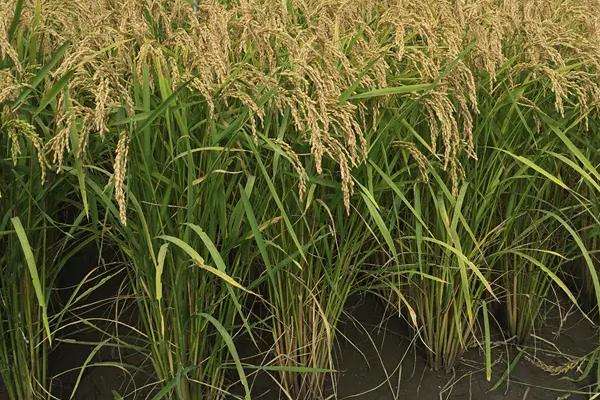 水稻品种龙粳3010图片