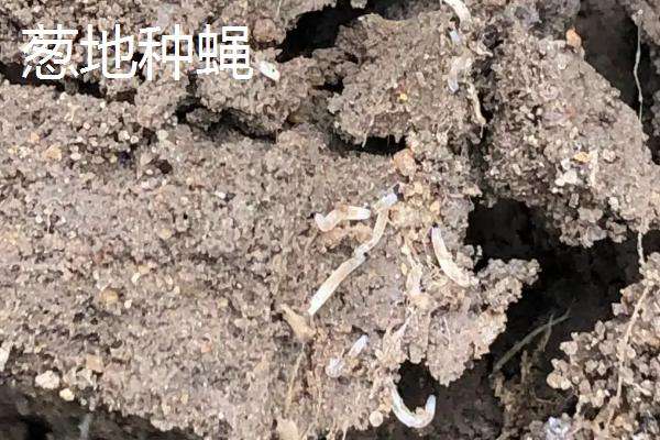 葱叶里面有虫子如何防治