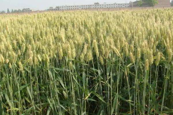 丰德存麦20小麦品种介绍