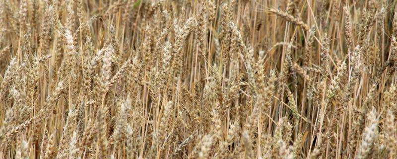 囤麦127小麦品种的特征特性