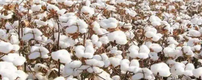 棉花传入中国的历史