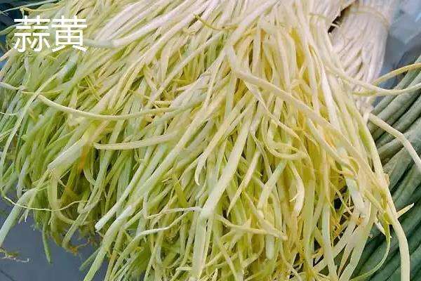蒜黄和韭黄的区别
