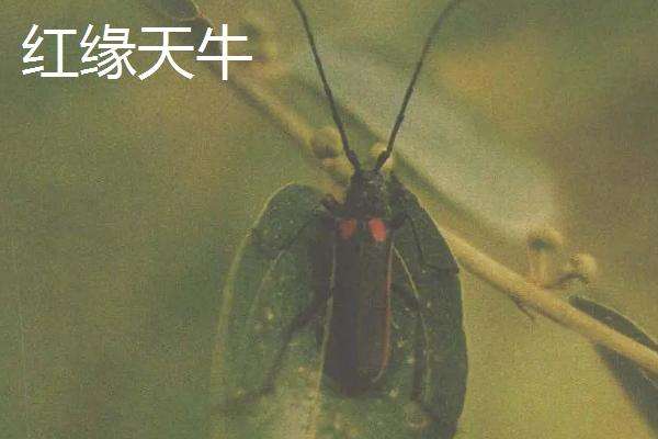 天牛种类图鉴