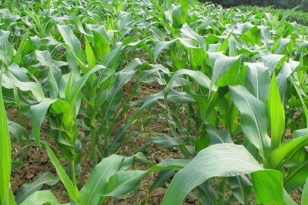 玉米苗发黄是什么原因,怎么治疗