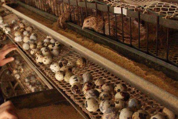 什么饲料可以让鹌鹑多下蛋