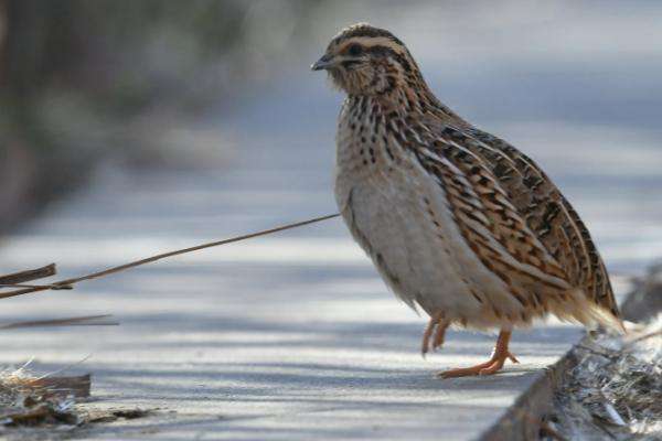 什么饲料可以让鹌鹑多下蛋