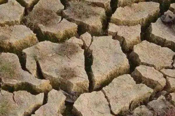 使用哪种氮肥最容易引起土壤板结