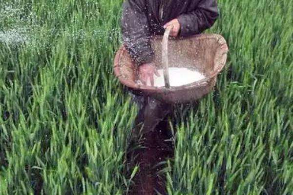 氮肥在土里一般几天挥发